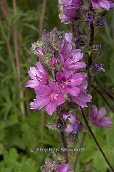 sidalcea oregana ssp oregana 4 graphic